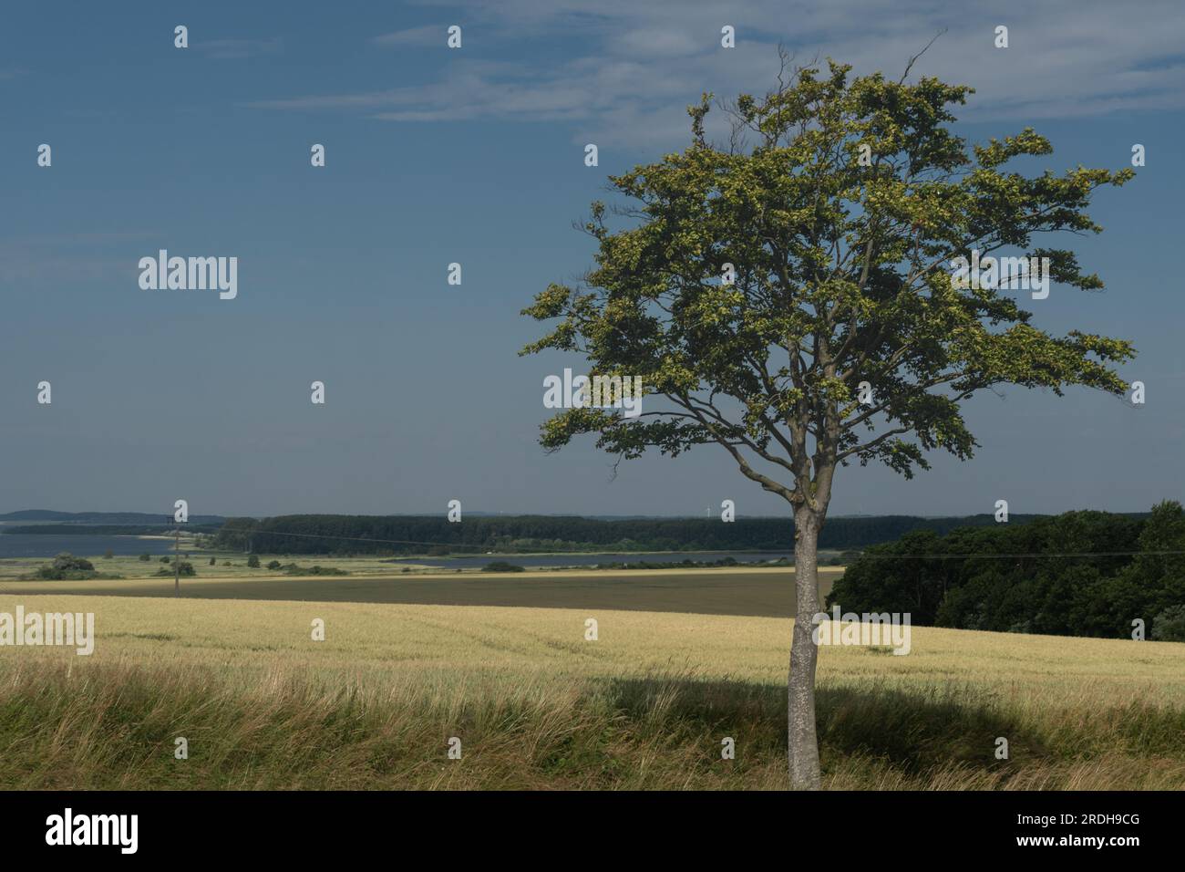 Baum mit Blicke auf den Jasmunder Bodden, Rügen, Deutschland Stockfoto