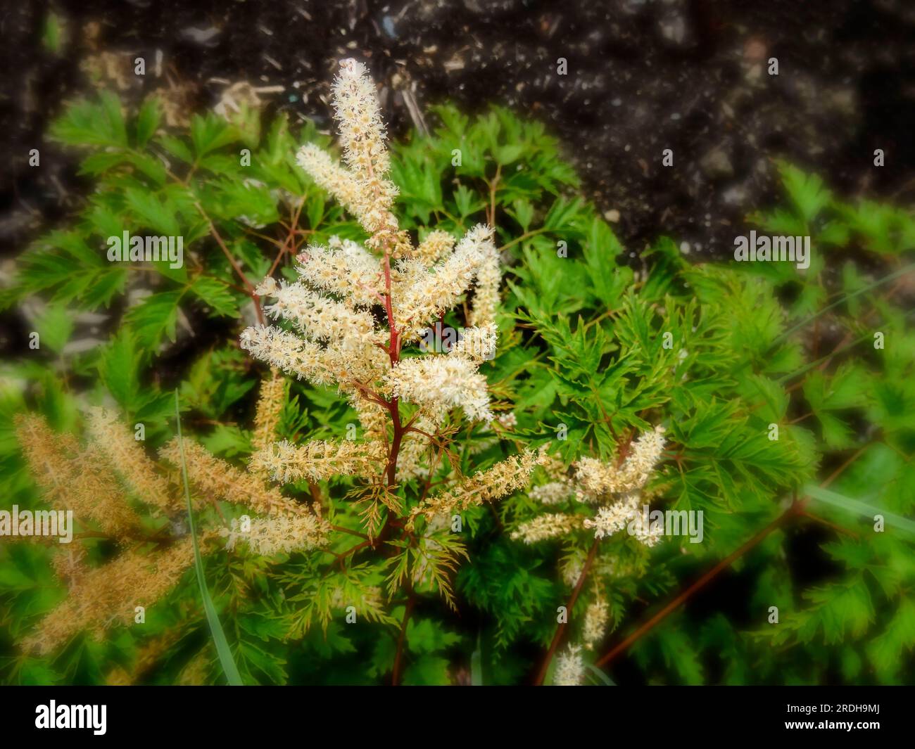 Faszinierender Aruncus Woldemar Meier bei Sommersonne. Natürliches Nahaufnahme blühendes Pflanzenporträt Stockfoto