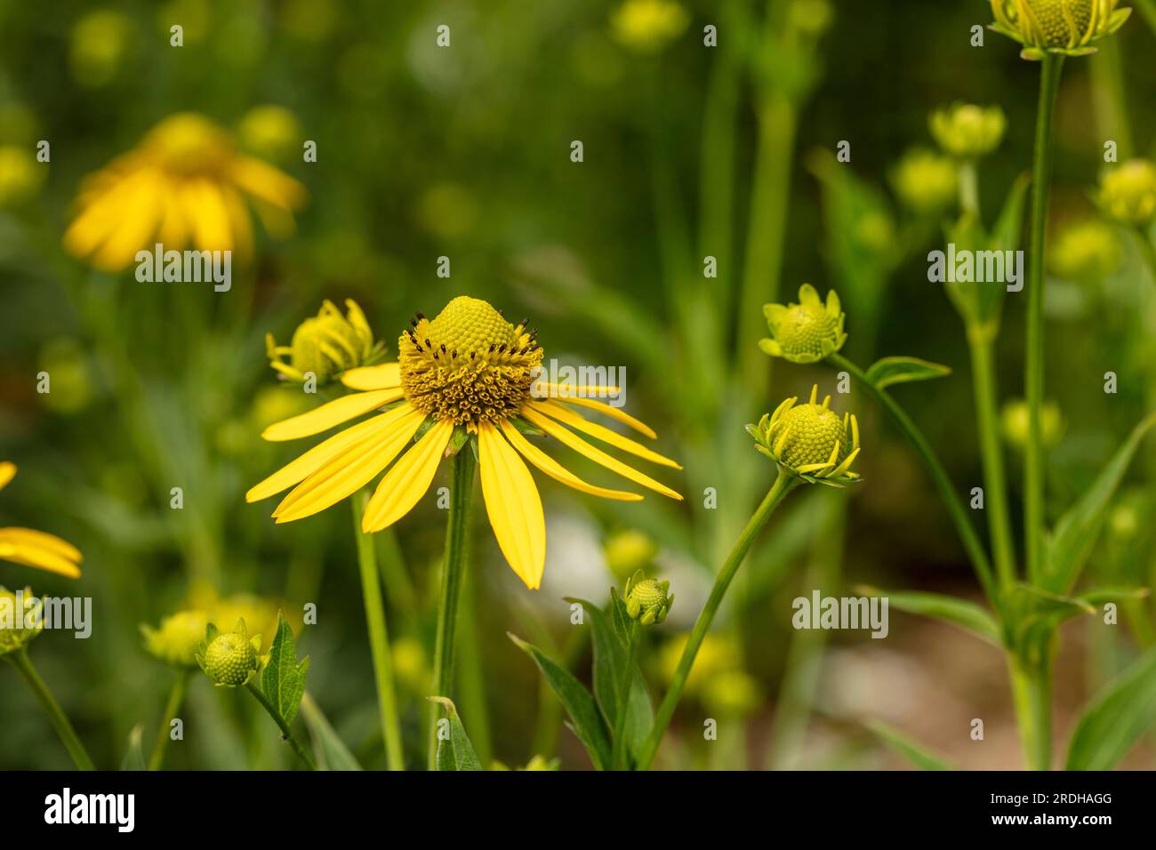 Natürliches Nahblühendes Pflanzenporträt von Rudbeckia Laciniata „Herbstsonne“, Coneflower, in herrlicher Sommersonne Stockfoto