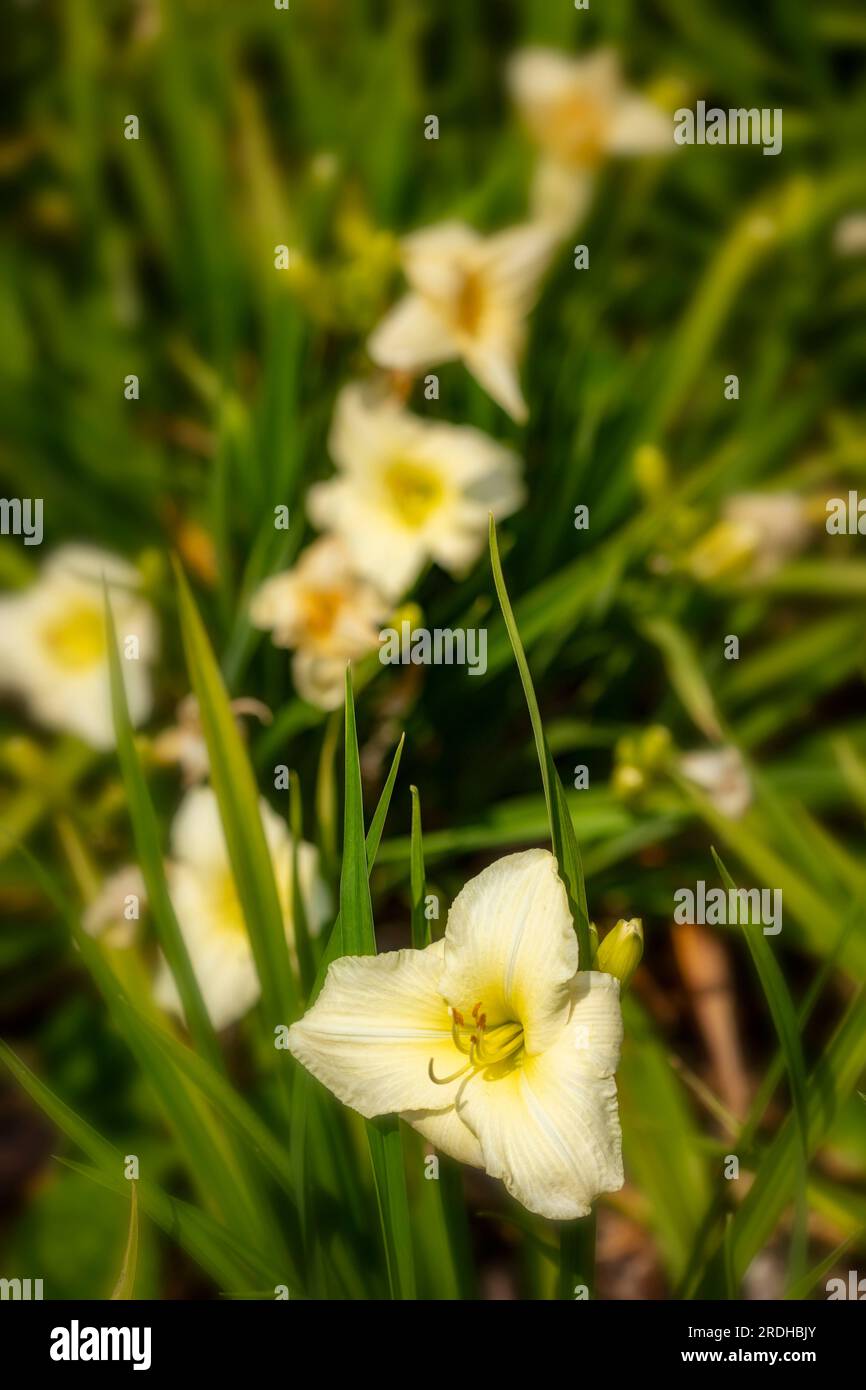 Natürliches Nahaufnahme blühendes Pflanzen- und Laubporträt der ausdauernden Hemerocallis Joan Senior bei Spätsommersonne Stockfoto