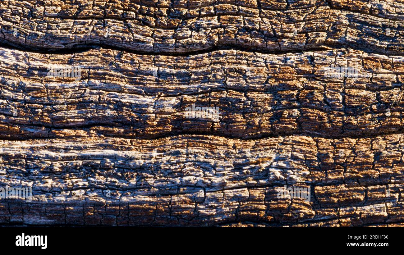 Hoch gezackte Holzkorn eines alten gefallenen Baumes Stockfoto