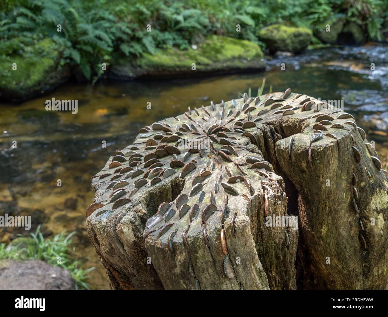 Coin Wishing Tree im Golitha Fall, bei Liskeard, Cornwall, England. Stumpf mit Münzen darin. Stockfoto