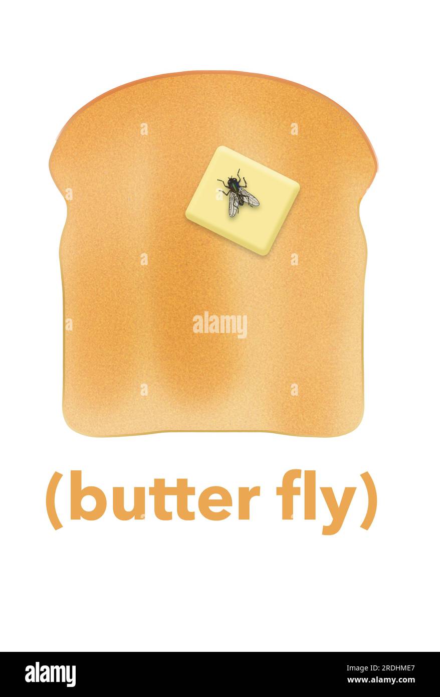 Hier ist eine humorvolle 3-D-Illustration einer Butterfliege. Oder eigentlich eine Hausfliege auf einem Butterklumpen, der auf einer Scheibe Toast ist. Stockfoto