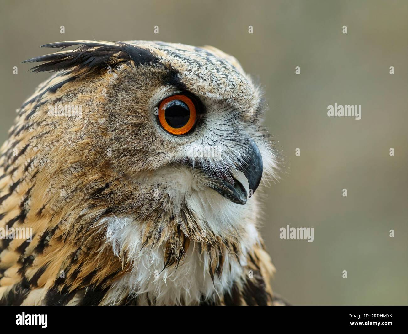 Ein Profilporträt einer Adlereule, das seine Kopffedern, orangefarbenen Augen und starken Schnabel hervorhebt. Bubo Bubo. Stockfoto