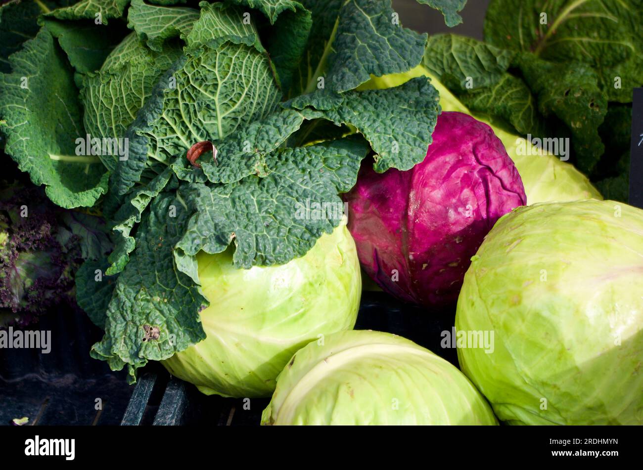 Frisch geernteter Kohl zum Verkauf auf dem Bauernmarkt im Herbst. Stockfoto