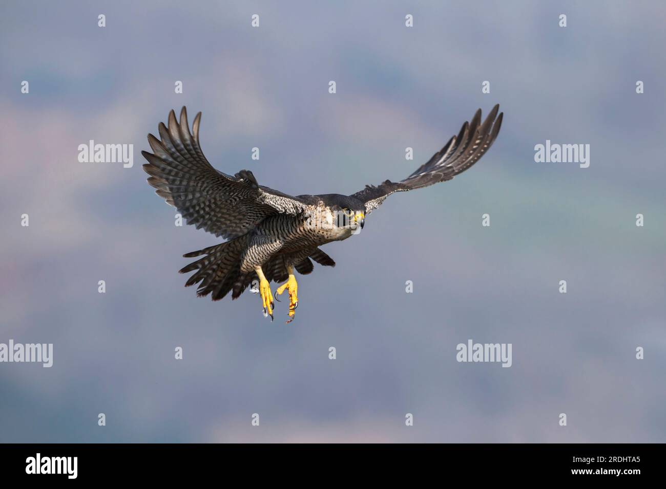 Nahaufnahme eines Peregrine Falcon im Flug mit ausgestreckten Flügeln und Krallen. Falco peregrinus. Stockfoto