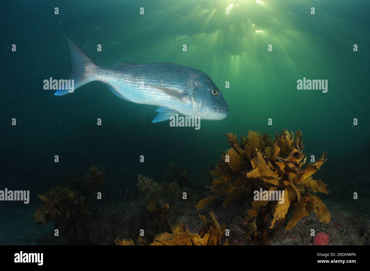 Großer australasischer Schnapper Pagrus auratus über flachem felsigem Riff, bedeckt mit Seetang im Abendlicht. Aufenthaltsort: Leigh Neuseeland Stockfoto