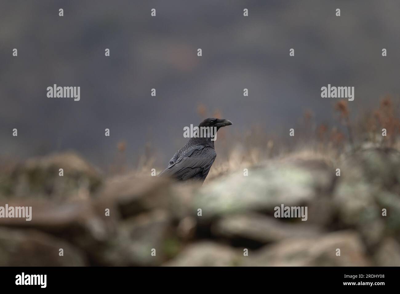 Raben auf dem Boden in den Rhodope Mountains. Corvus Corax hinter dem Felsen. Schwarzer Vogel im bulgarischen Gebirge. Stockfoto