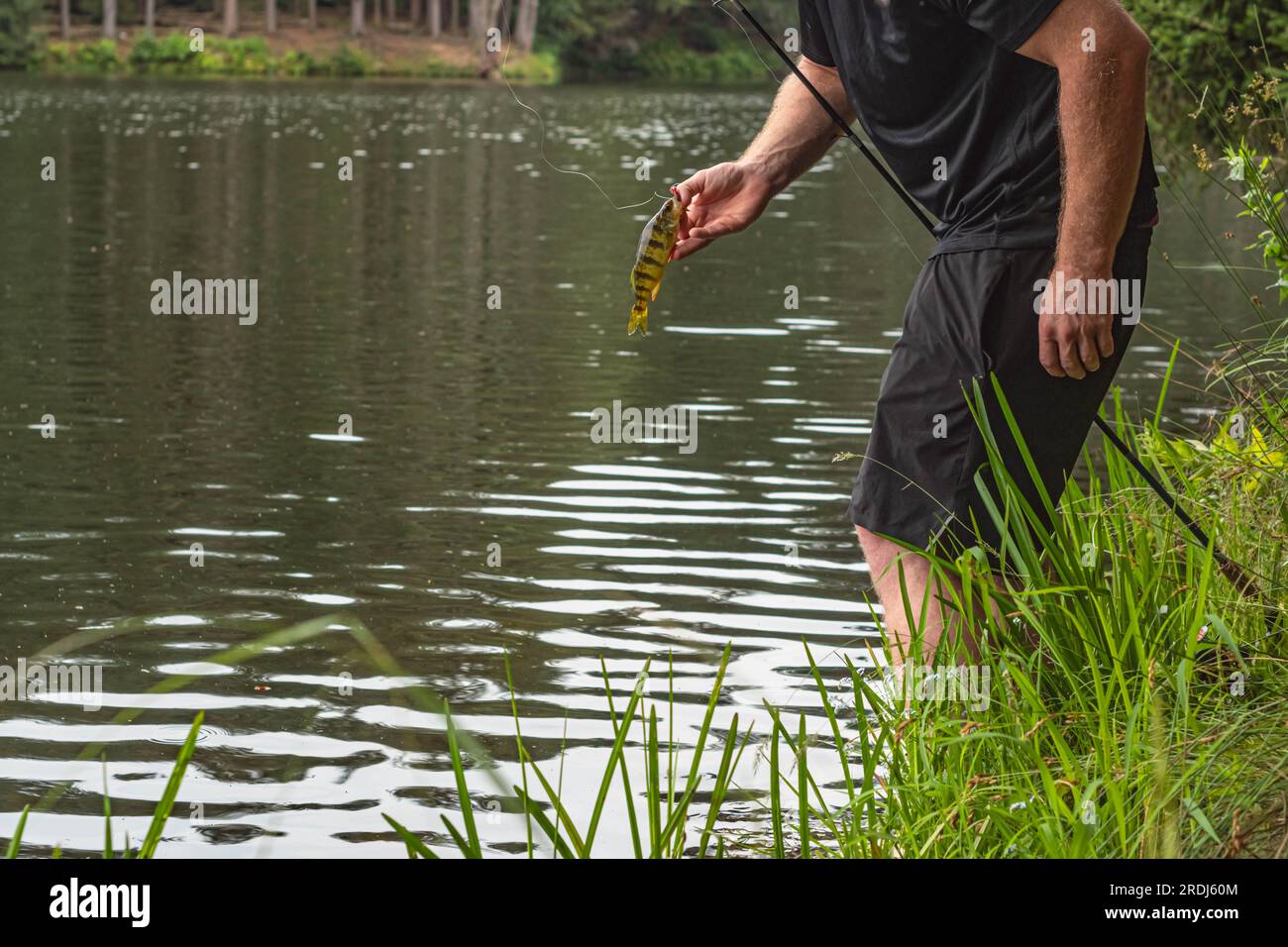 Mann angeln Süßwassersee USA in den Fischen, Gelbbarsch, Sommeraktivitäten Hobby Freizeit, Urlaub im Hintergrund. Stockfoto