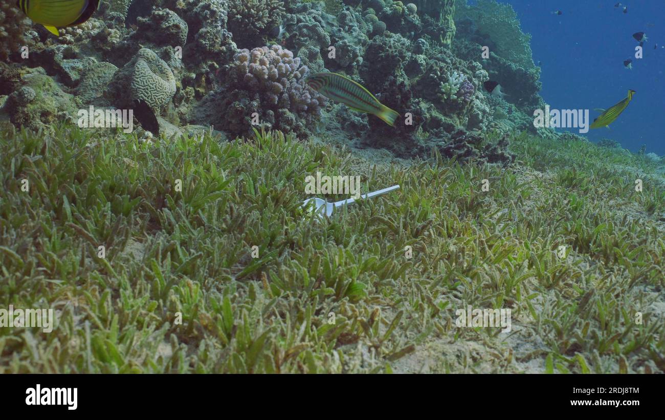 Einweg-Plastiklöffel verschmutzen Meeresboden bedeckt mit grünen Algen in der Nähe von Korallenriff, tropische Fische schwimmen in den Sonnenstrahlen, Rotes Meer, Ägypten Stockfoto