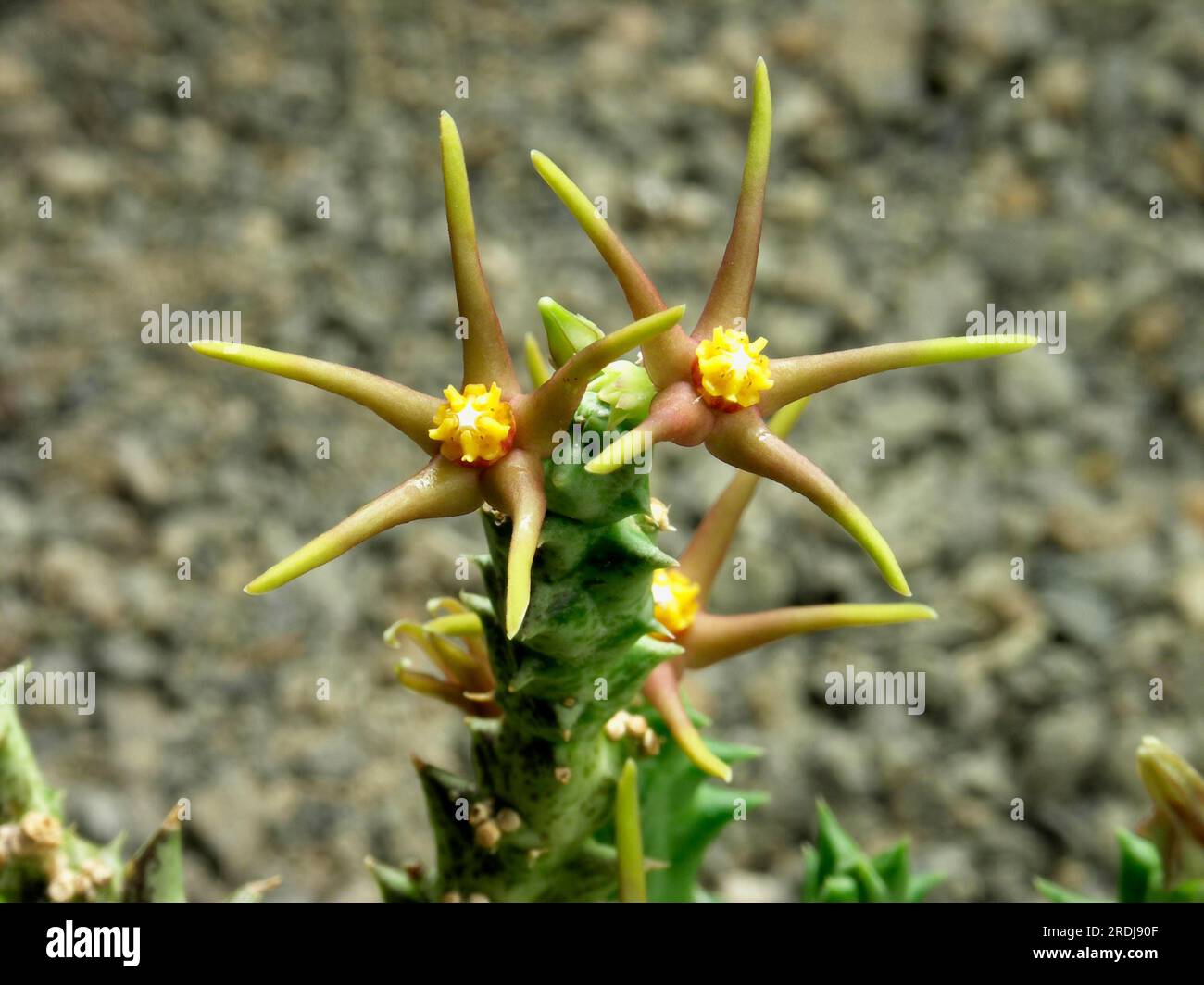 Arabischer kaktus -Fotos und -Bildmaterial in hoher Auflsung  Alamy