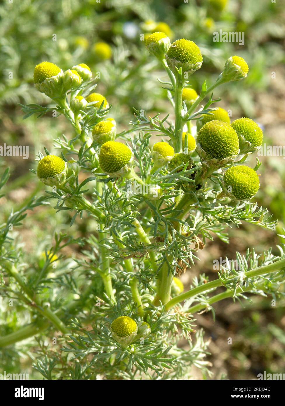 Chamomilla suaveolens, Radianische Kamille (Matricaria discoidea) Radianische Kamille Stockfoto