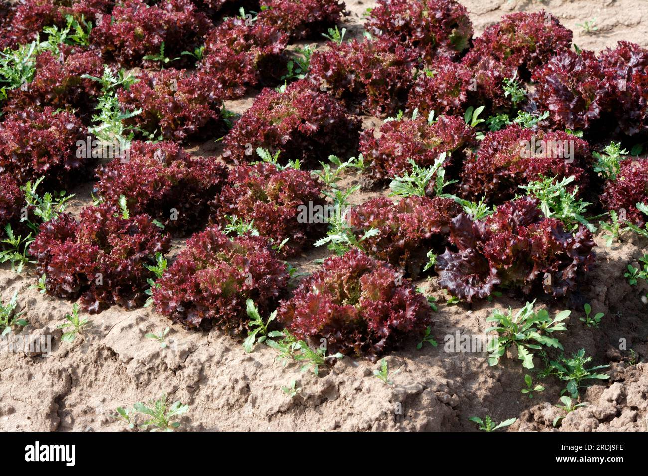 Lollo Rossa, Feld, Plantage, Blätter Salat Rote Koralle, Salat Rote Koralle, Feld, Plantage, Blätter, Salat rote Koralle, ..., Latuca sativa Stockfoto