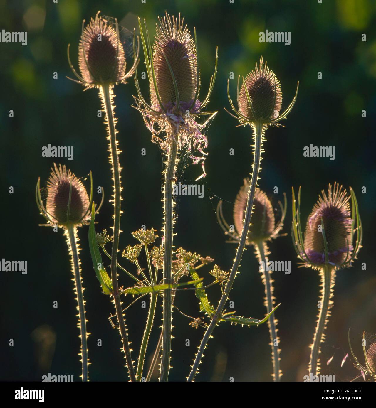 Wildes Teesel (Dipsacus fullonum) im Hintergrund, wilder Kardonen Stockfoto