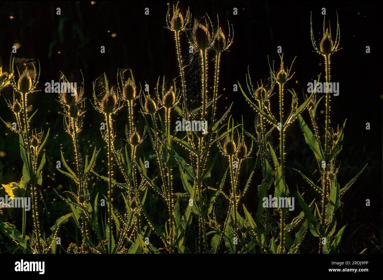Wildes Teesel (Dipsacus fullonum) im Hintergrund, wilder Kardonen Stockfoto