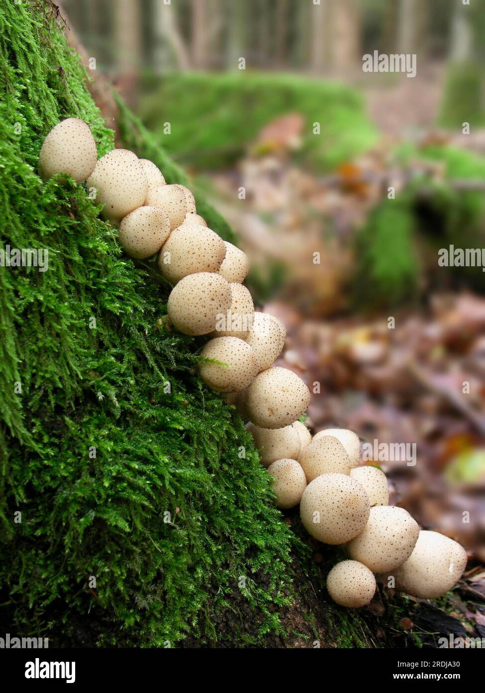 Birnenförmiger Puffkugel (Lycoperdon pyriforme) Stockfoto