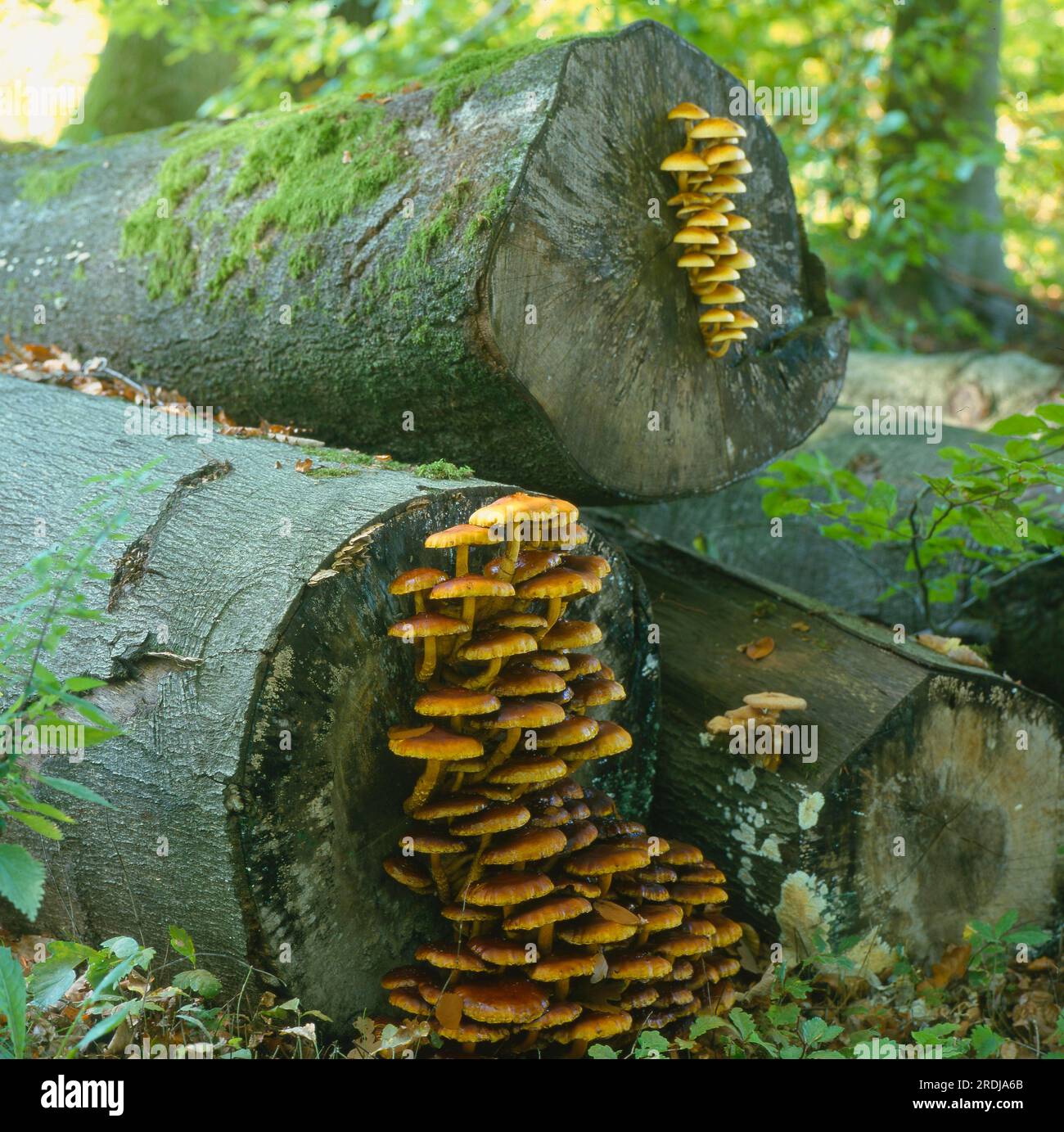 Baumstamm mit Pilzen, Baumpilze Stockfoto