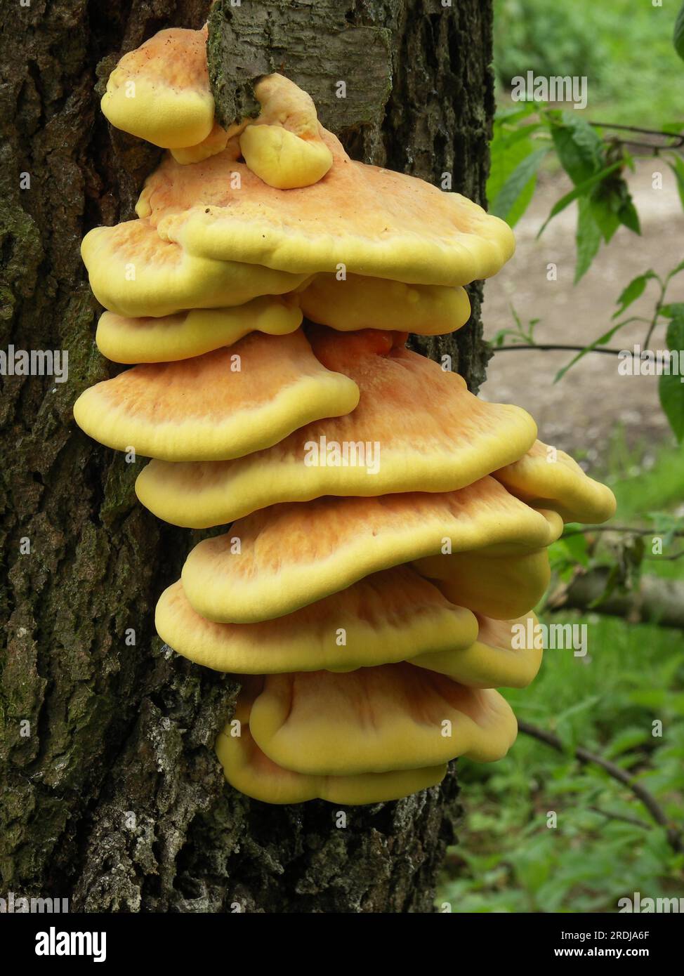 Schwefel Polypore (Laetiporus Sulphureus) Stockfoto