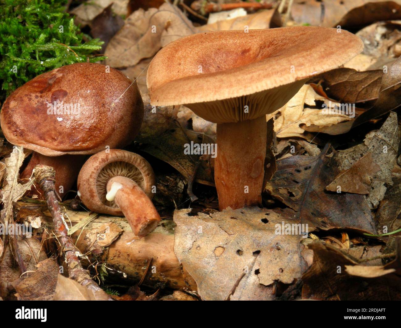 Rufus, rotbraunes Melken (Lactarius) Stockfoto