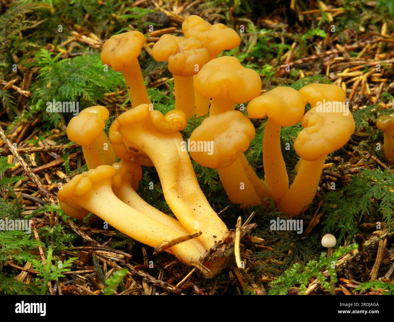 Gelee-Baby (Leotia Gleitmittel) Stockfoto