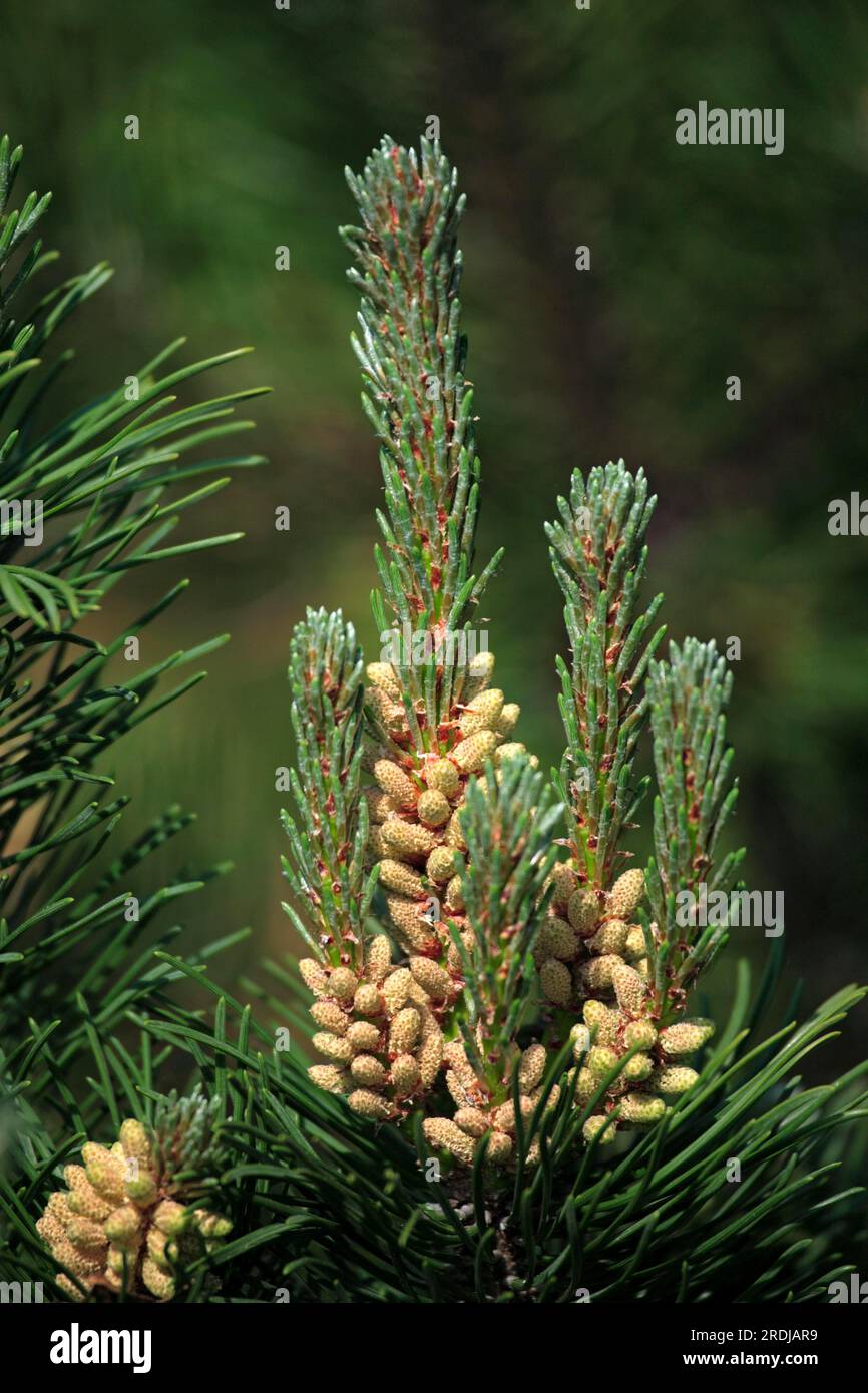 Bergkiefer (Pinus mugo), Tannenzapfen, Samen Bergkiefer, Bergkiefer, Tannenzapfen, Samen Bergkiefer, Samen, Baum, Treess, Pflanze, botanik, fl, Deutschland Stockfoto