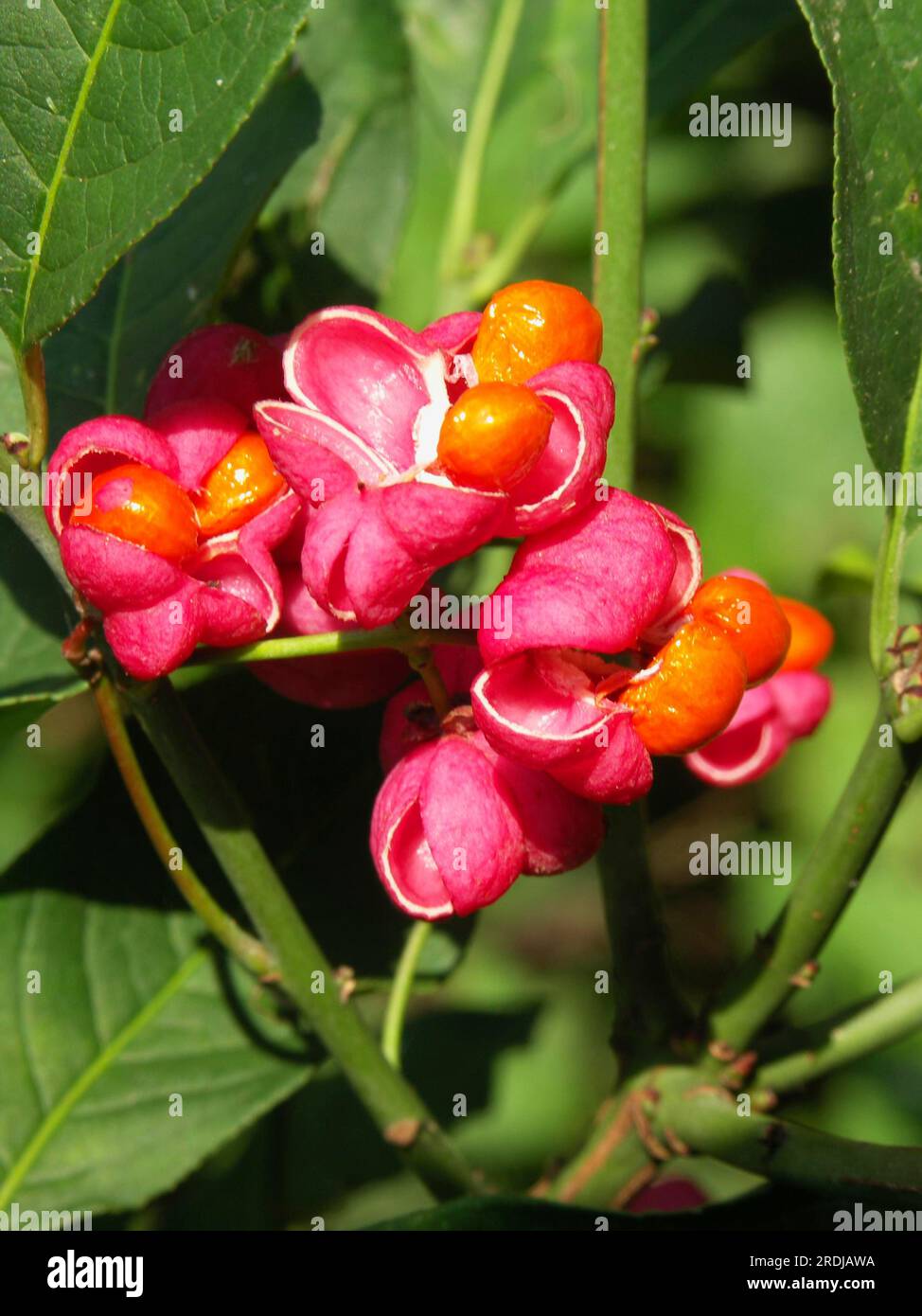 Spindelbusch, europäische Spindel (Euonymus europaeus), Spindelbaum, Spindelbaum, giftige Pflanze des Jahres 2006 Stockfoto
