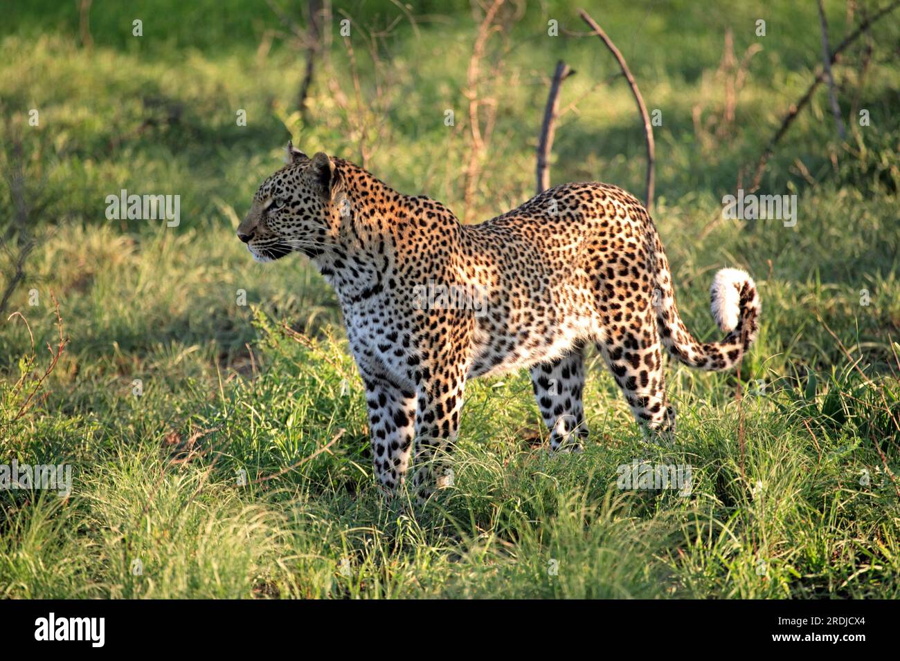 Leopard (Panthera pardus), Kruger-Nationalpark, Südafrika, Sabisabi Private Game Reserve, Erwachsener, weiblicher Leopard, Kruger-Nationalpark, Süden Stockfoto