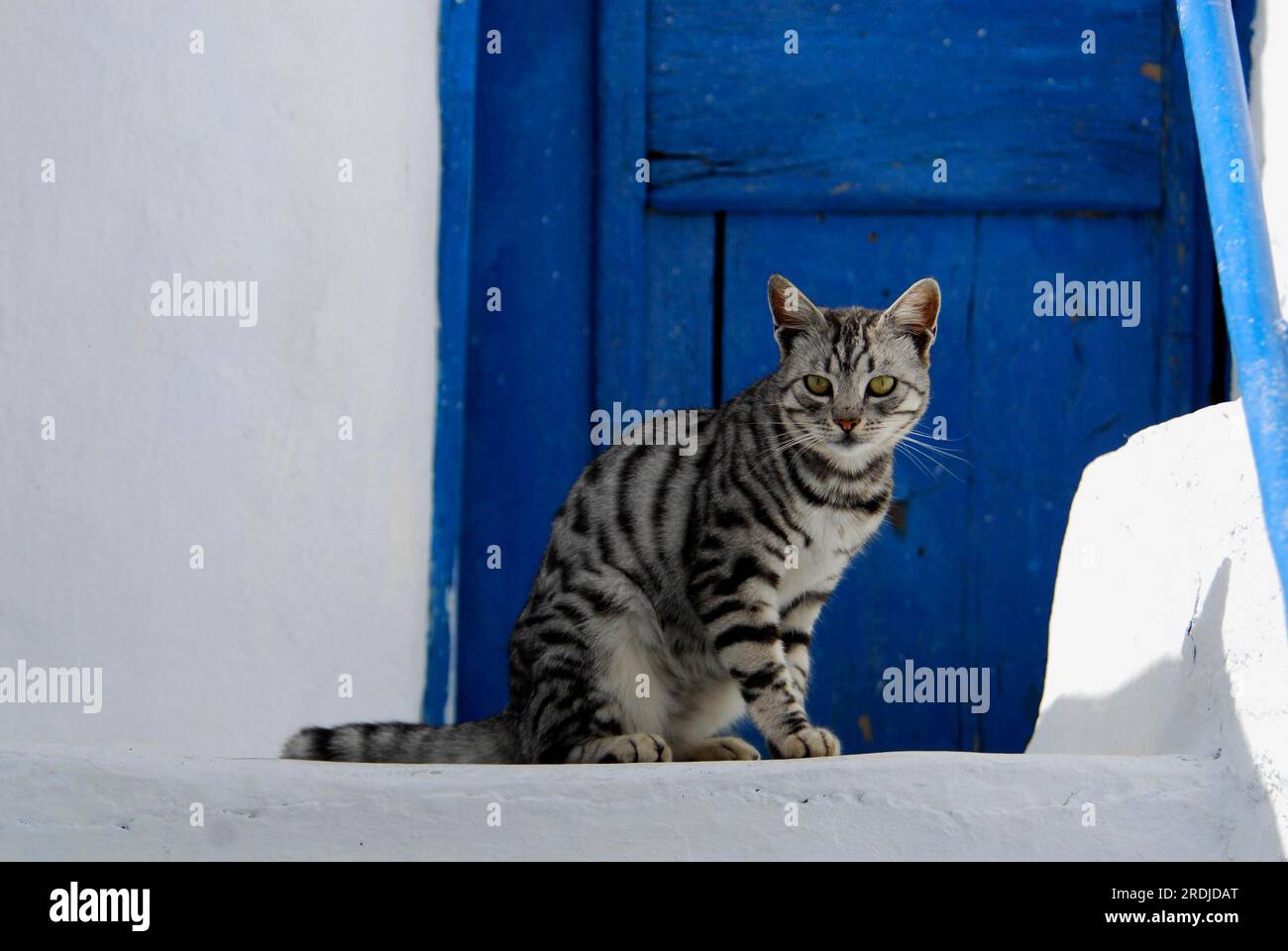 Hauskatze, Silver Tabby, sitzt vor einer blauen Holztür, Tinos Island, Kykladen, Griechenland, Katze, Silver Tabby, sitzt vor einem blauen Stockfoto