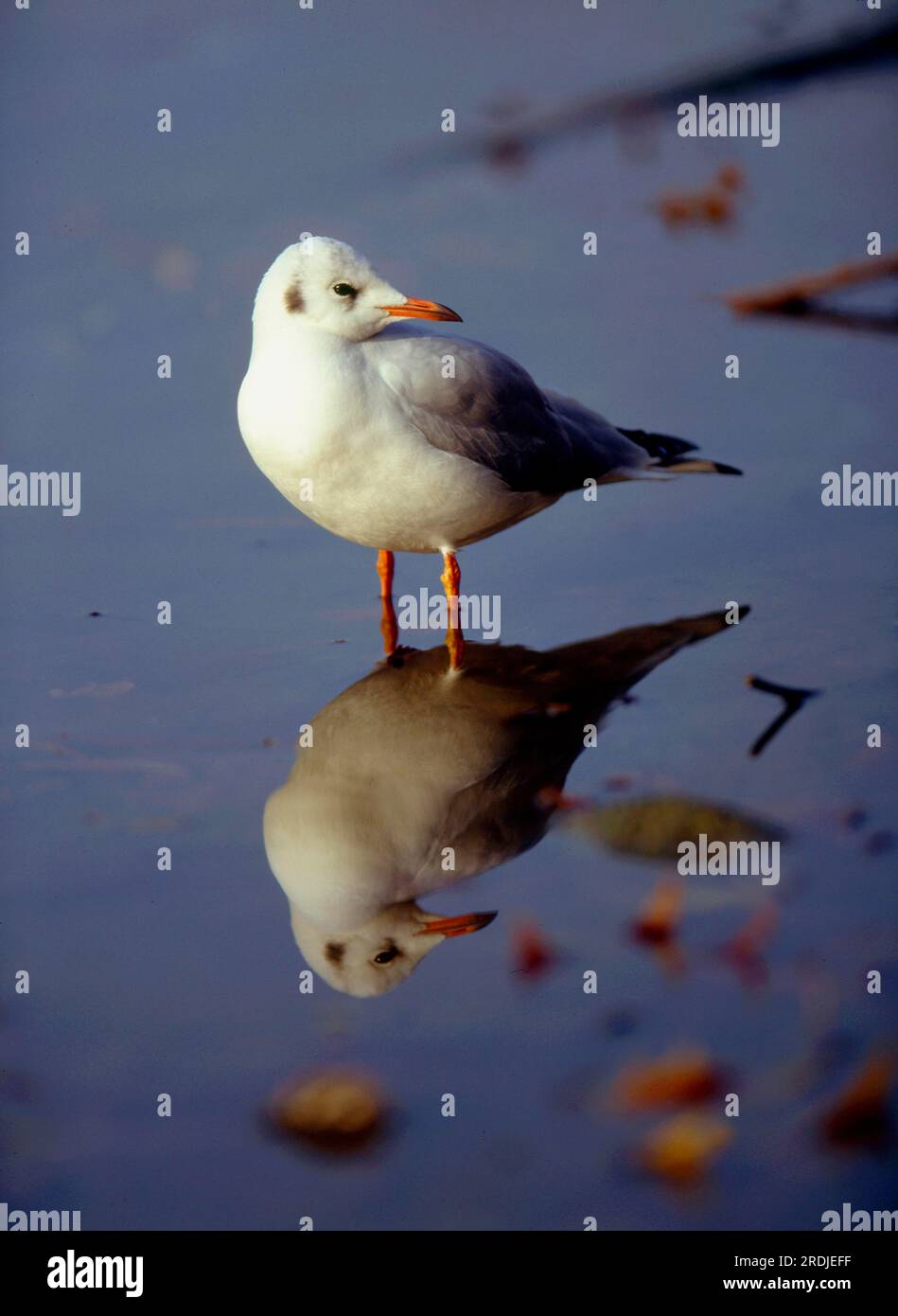 Schwarzkopfmöwe (Larus ridibundus) Schwarzkopfmöwe im Wasserspiegel Stockfoto