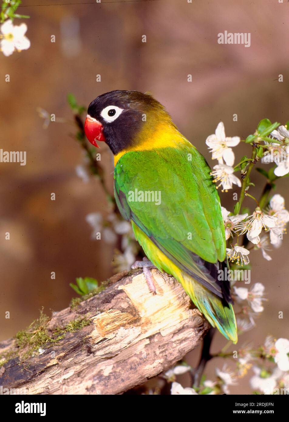 Gelbhalsiger Turteltaube (Agapornis personatus), Turteltauben Stockfoto