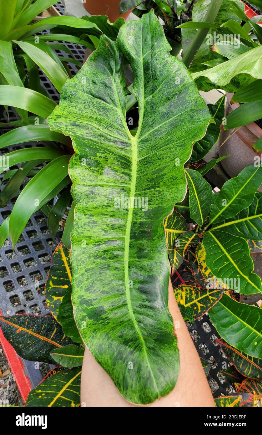 philodendron micans pink Philodendron Micans Pink 2
