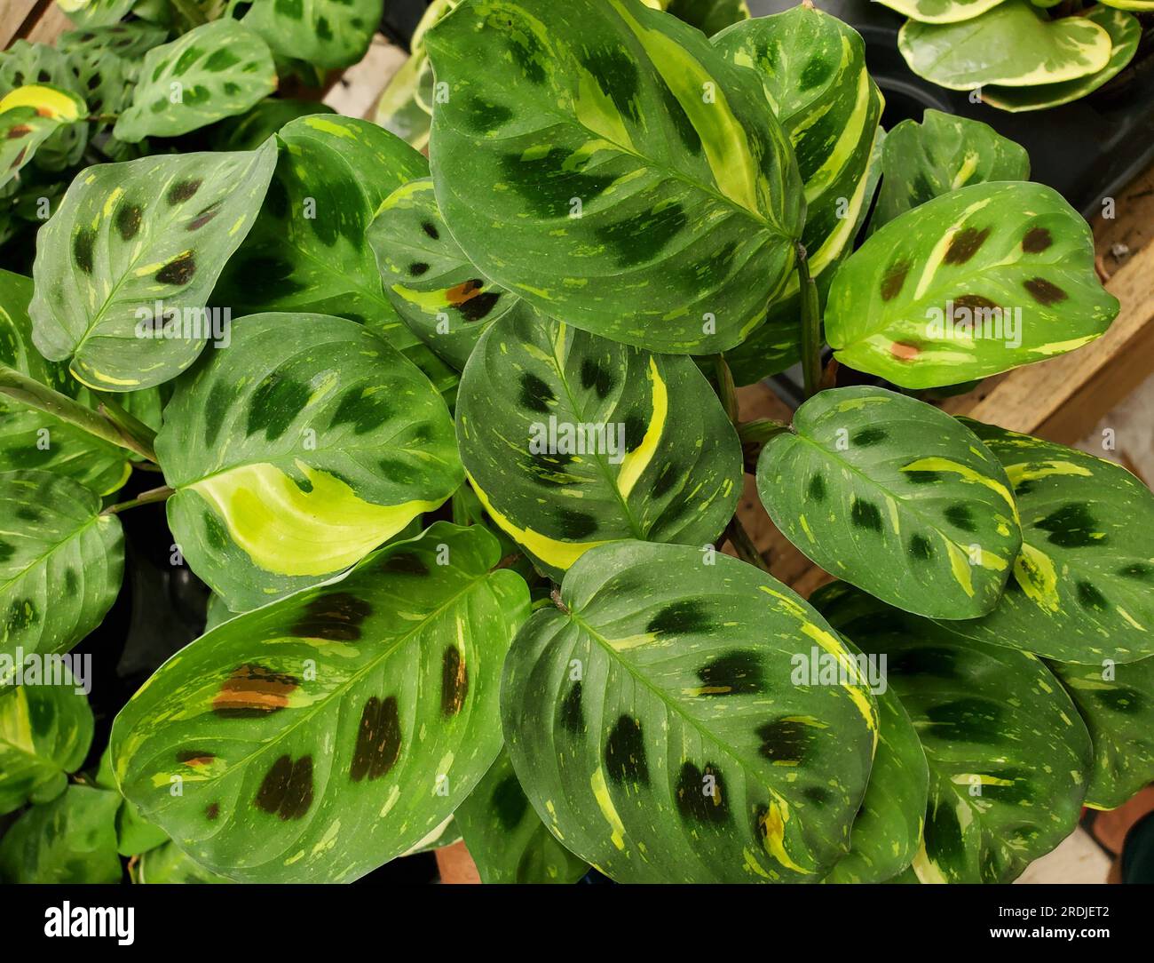 Die grüne und gelbe Rebsortenpflanze Maranta Leuvoneura Kerchoviana Vari Stockfoto