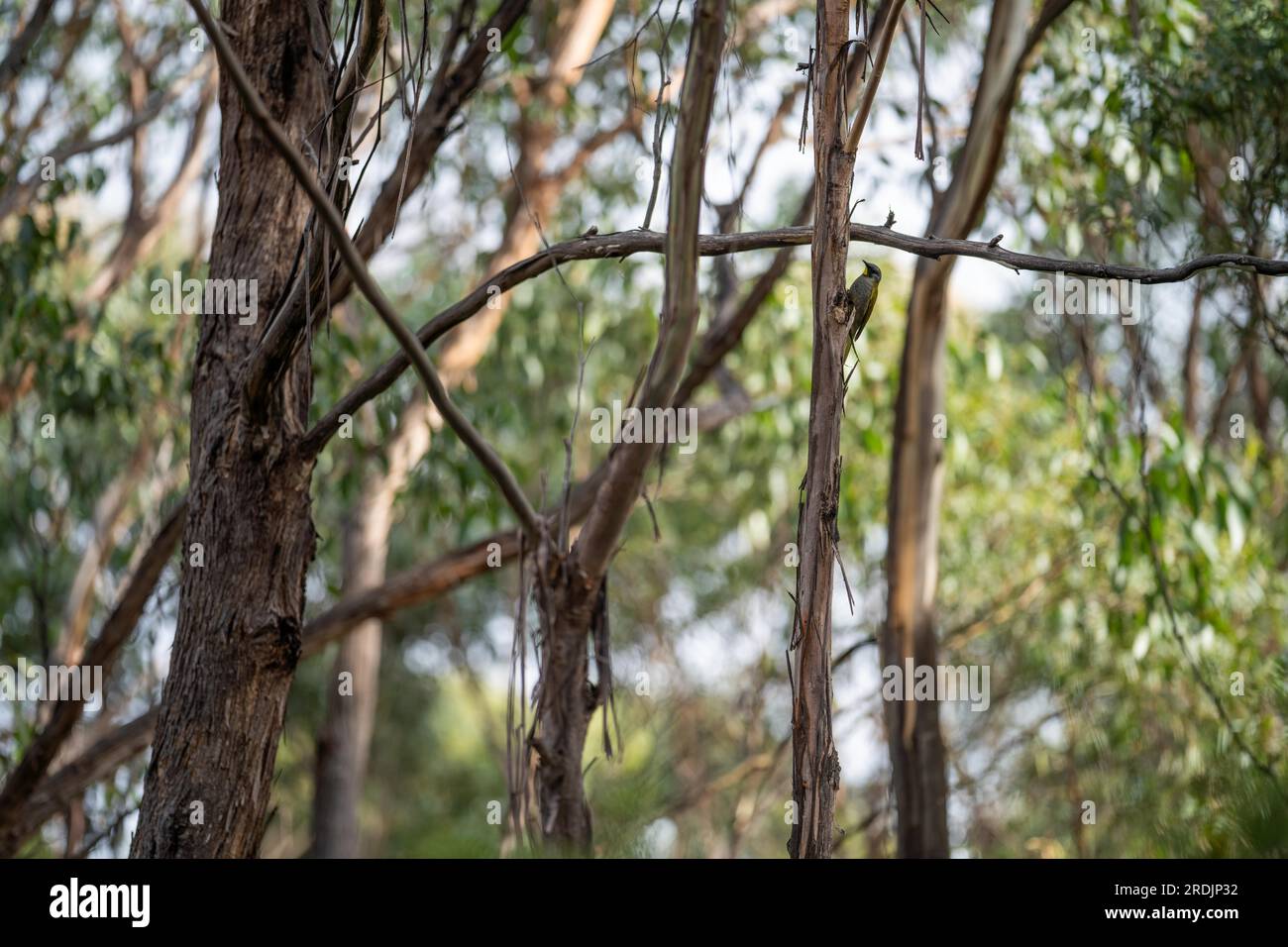 australischer Buschgummi im Wald australiens Stockfoto