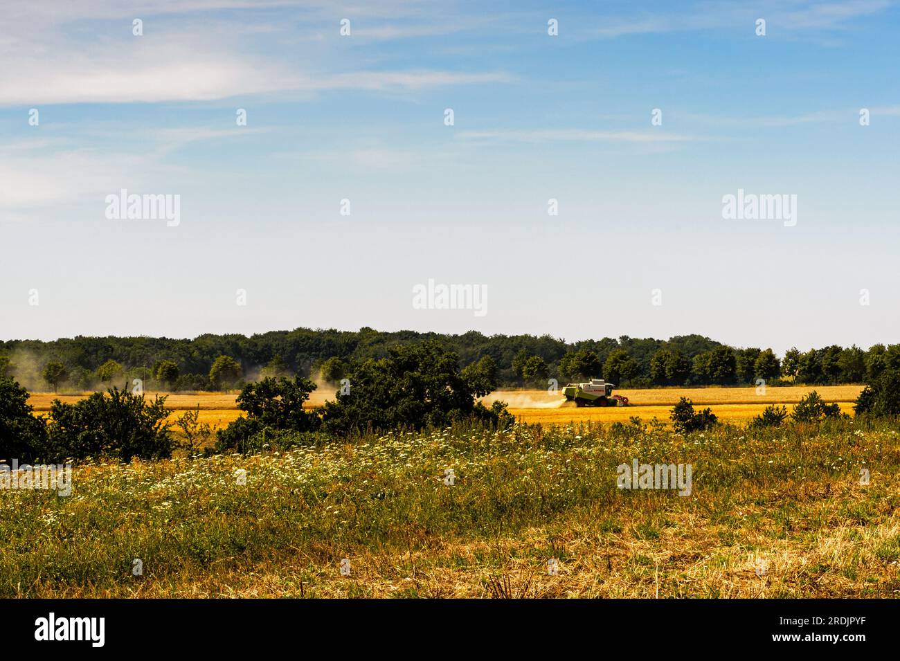 Claas-Mähdrescher im Sommer auf dem Feld. Stockfoto