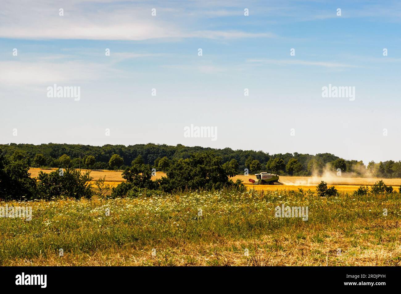 Claas-Mähdrescher im Sommer auf dem Feld. Stockfoto