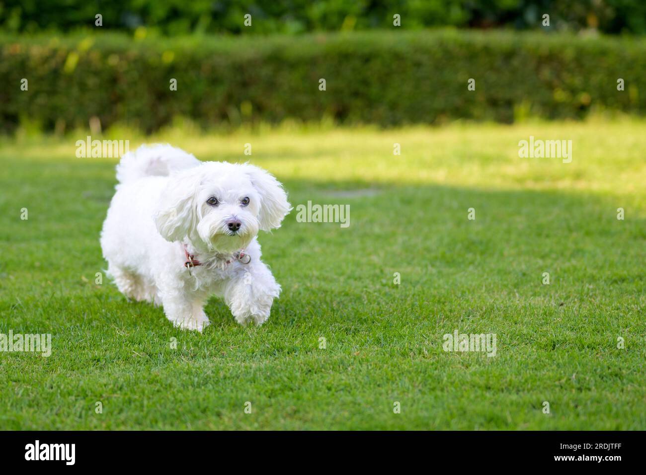 Ein bezaubernder, kleiner, weißer, hawaiianischer Hund, der durch den Garten geht und zur Seite blickt Stockfoto