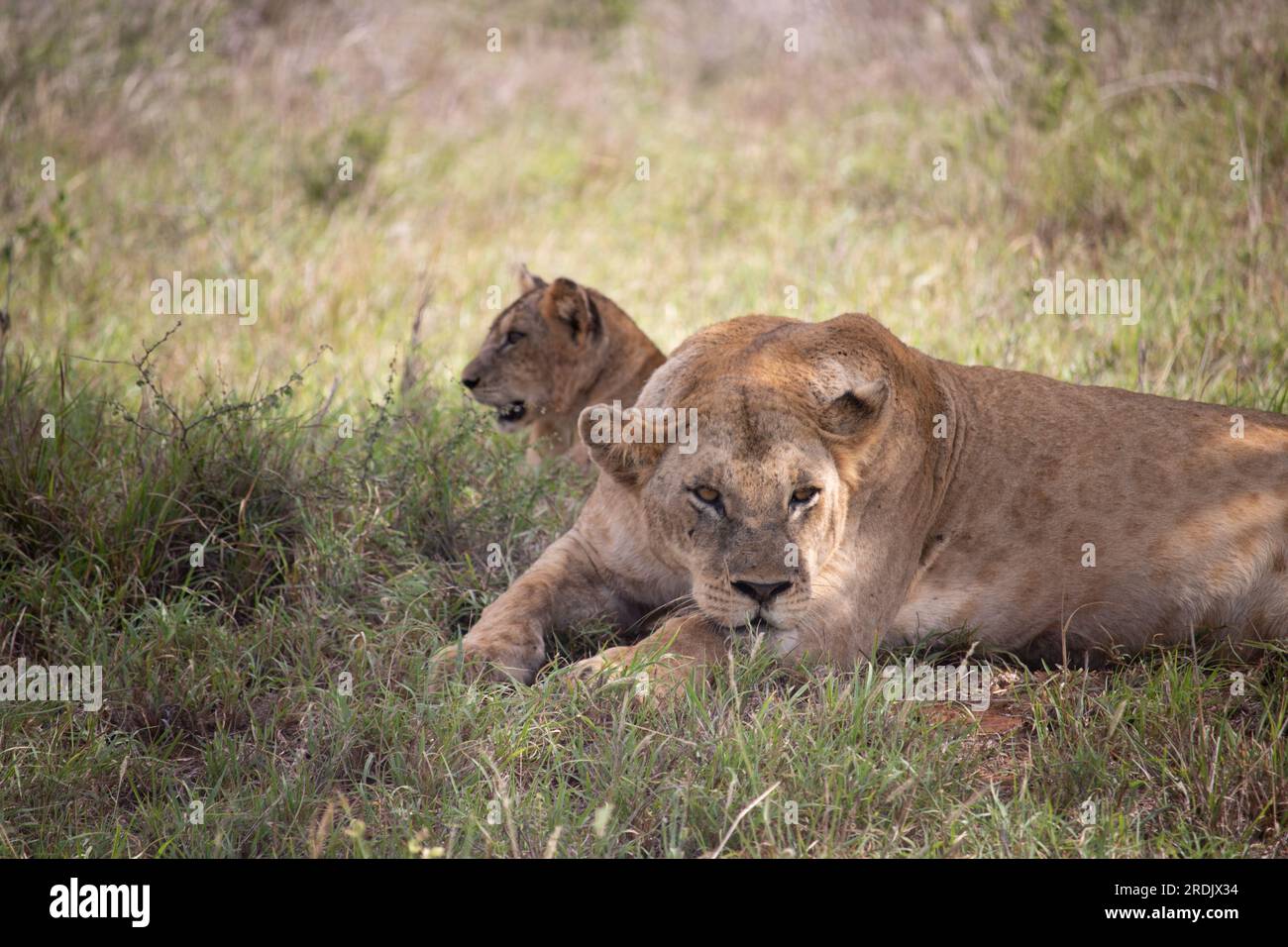 Löwenfamilie in Kenia, Savanna. Große Löwin, löwenmutter mit Kindern auf einer Wiese, Wildtiere auf Safari, masai mara. Spektakuläre große Katze Stockfoto