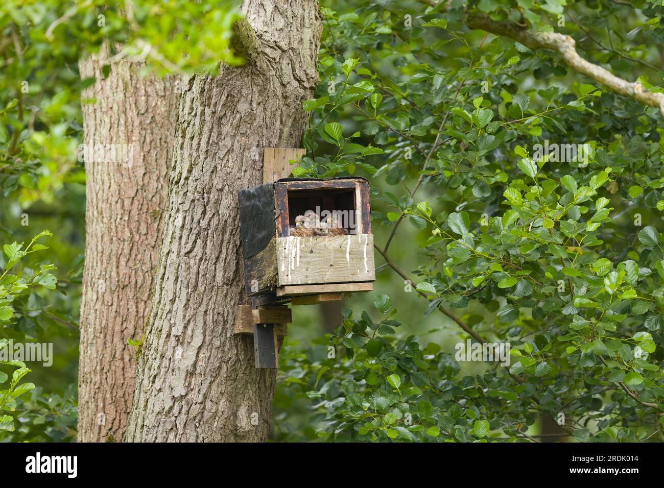 Falco tinnunculus, 4 Küken in Nestbox, Suffolk, England, Juli Stockfoto