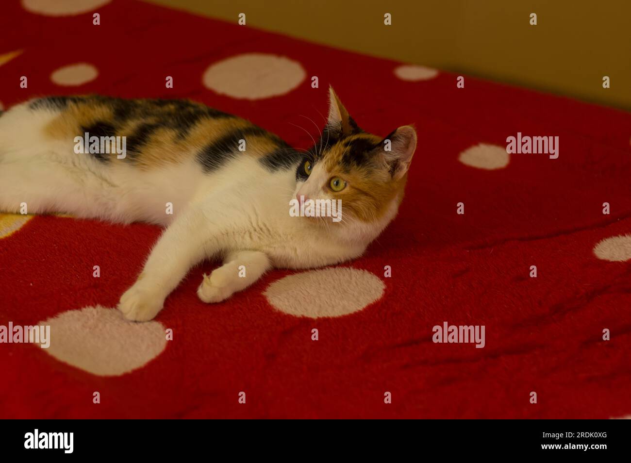 Porträt einer dreifarbigen Katze, die auf der roten Decke auf dem Sofa liegt und aufmerksam schaut Stockfoto