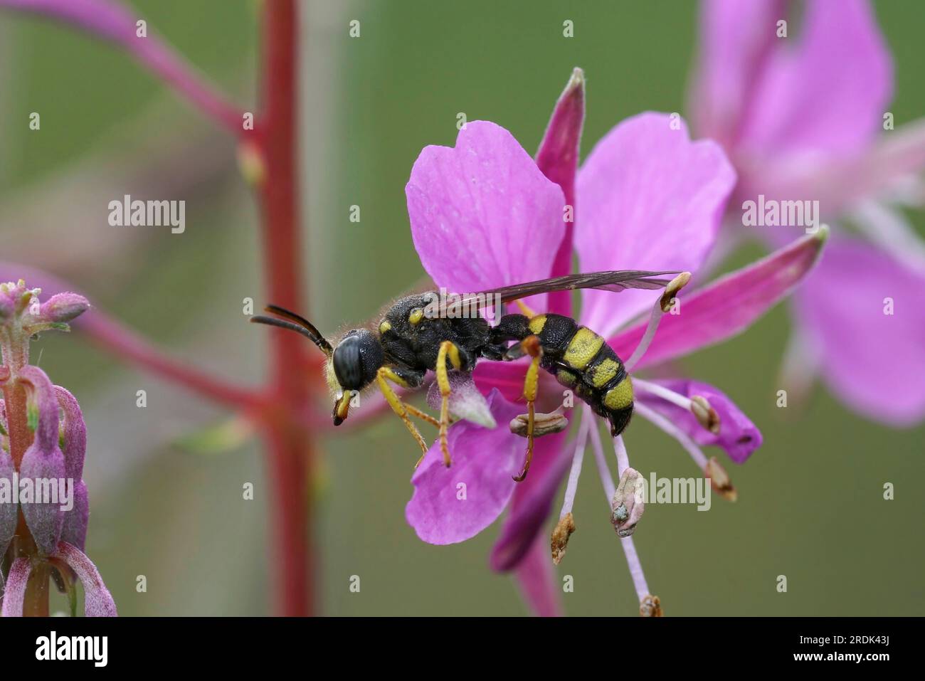 Natürliche Nahaufnahme auf einer Wespe, kunstvoll verzierter Schwanz, Grabwespe, Cerceris rybyensis in einer violetten Feuerweed-Blume Stockfoto