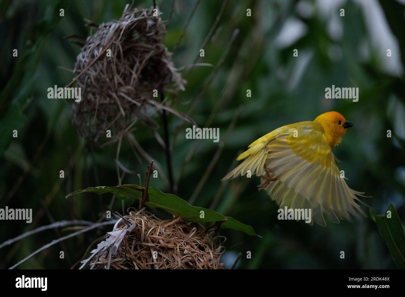 Die Webervögel (Ploceidae) aus Afrika, auch bekannt als Widahfinken, die ein Nest bauen. Ein geflochtenes Meisterwerk eines Vogels. Spread Wings Gefroren Stockfoto