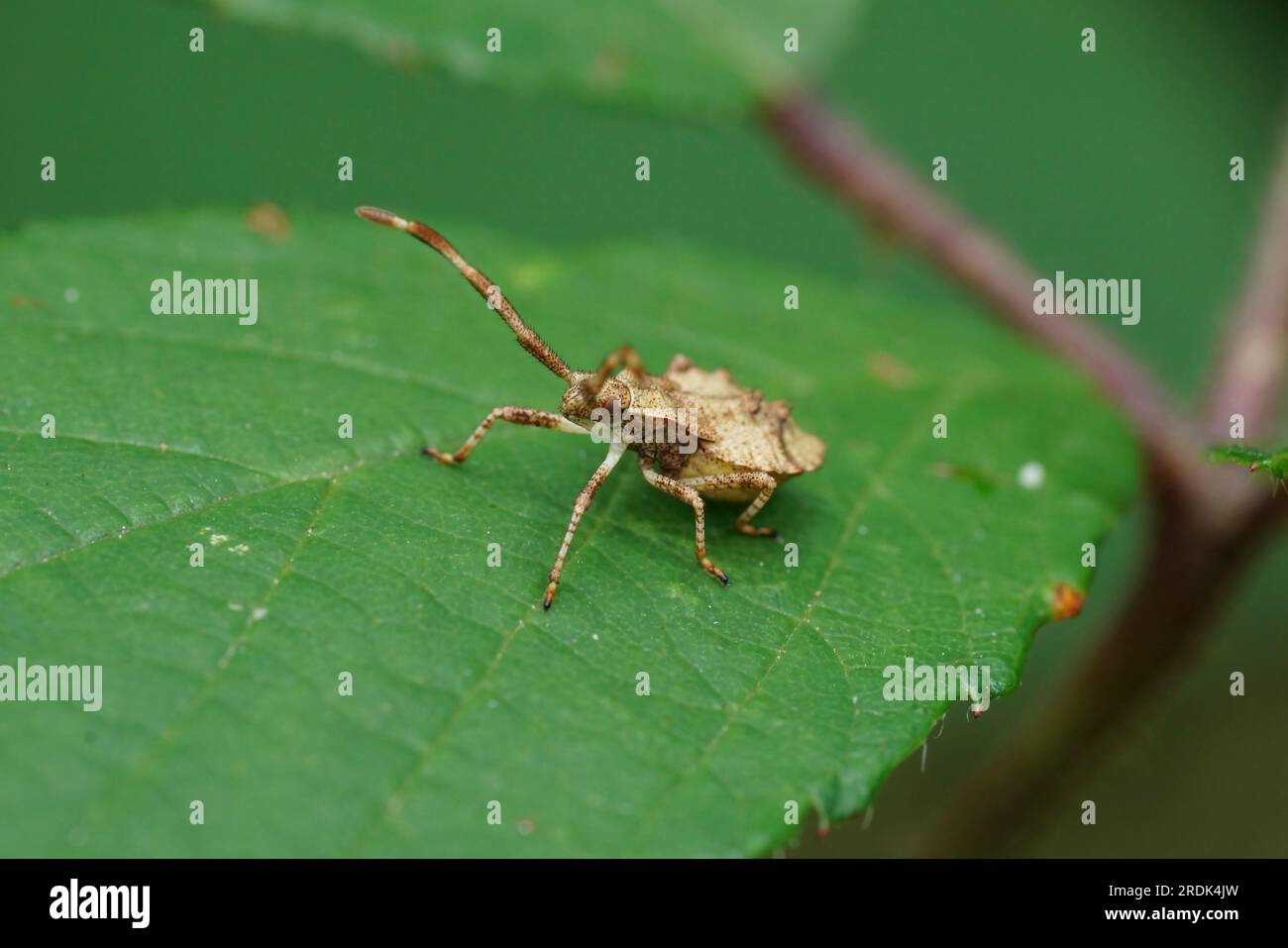 Natürliche Gesichtsaufnahme eines hellbraunen Instars, Nymphe des Dock-Käfers, Coreus marginatus Stockfoto
