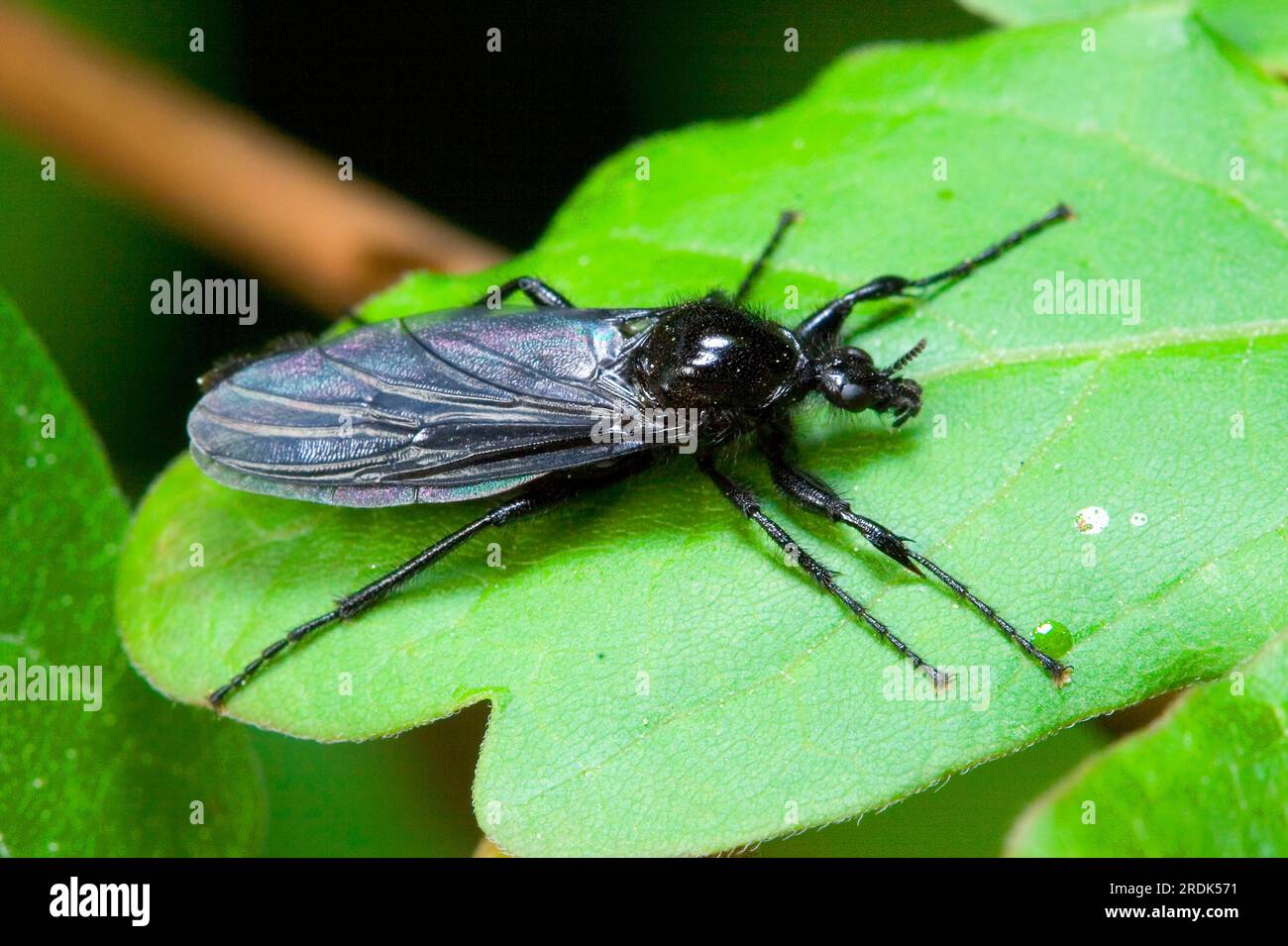 Markusfliege (Bibio marci), Männlich, Schleswig-Holstein, Deutschland Stockfoto