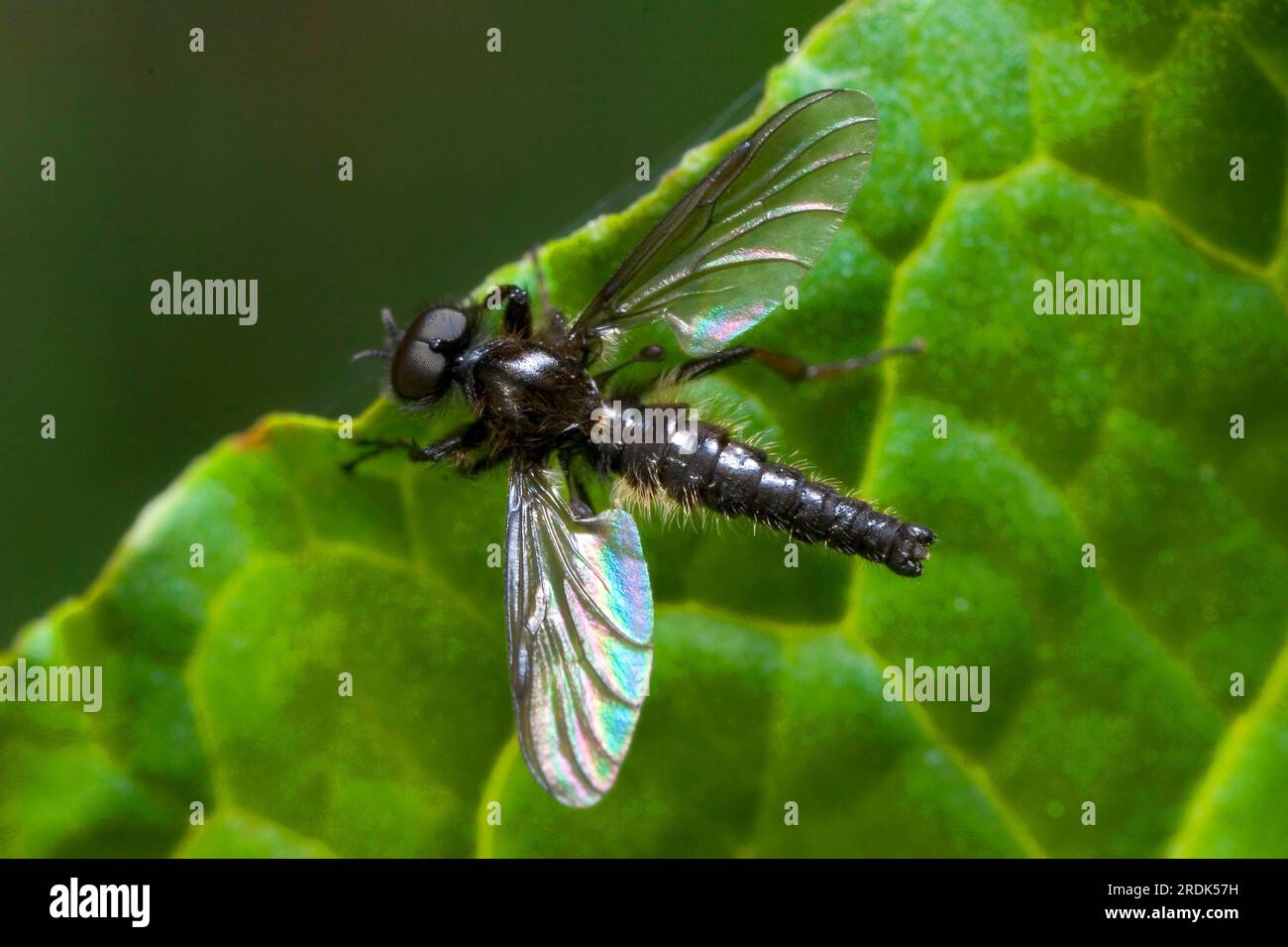 Marschfliege, Männlich, Schleswig-Holstein, Deutschland Stockfoto