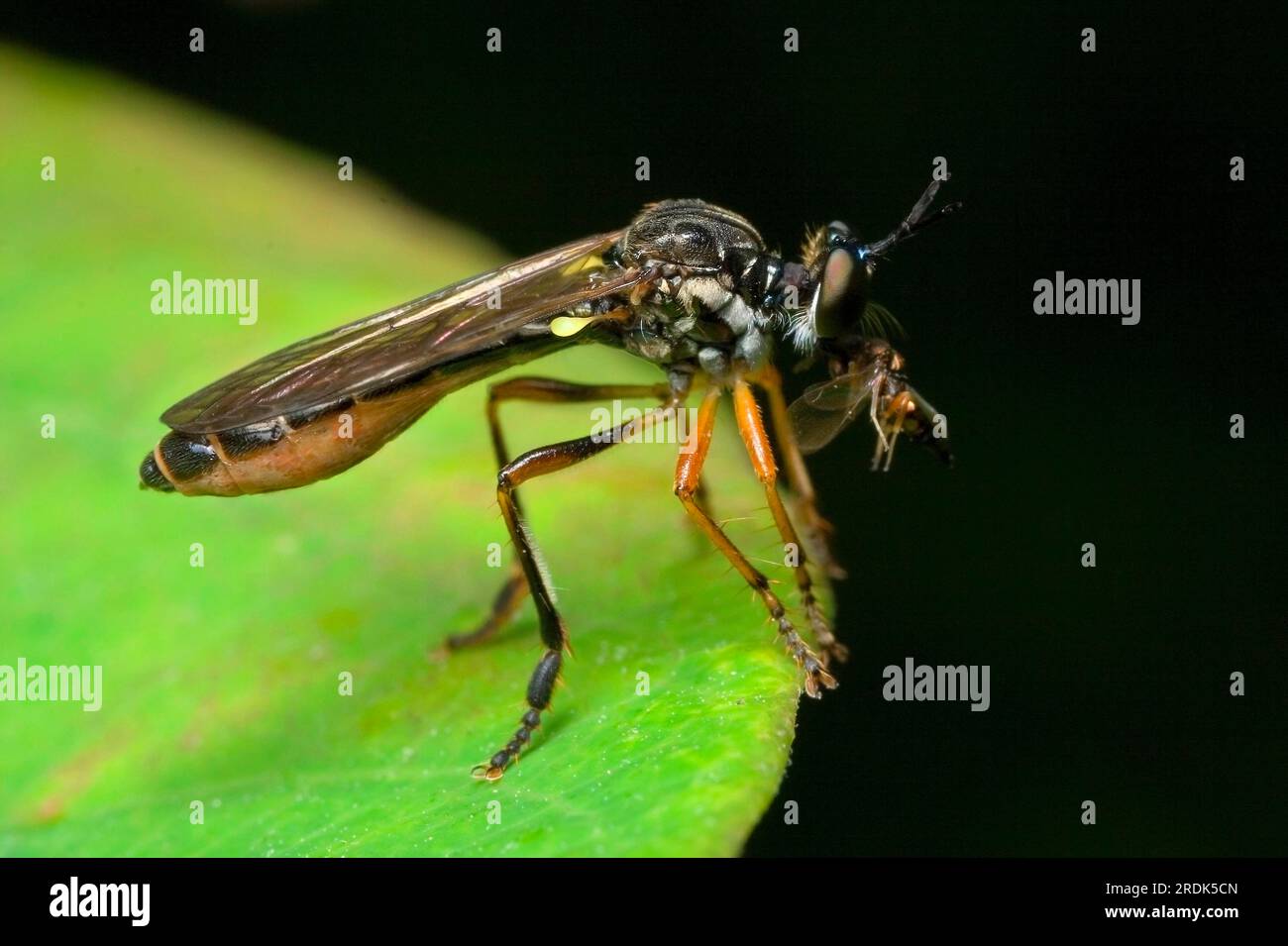 Räuberfliege, Hamburg (Dioctria rufipes), Deutschland Stockfoto