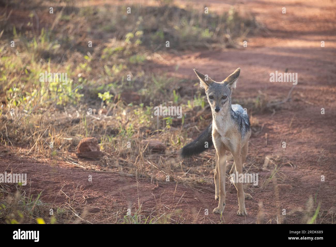 Ein typisches Bild auf Sadfari durch die verschiedenen Safari- und Nationalparks in Kenia Afrika. Wildtiere in der Savanne. Stockfoto