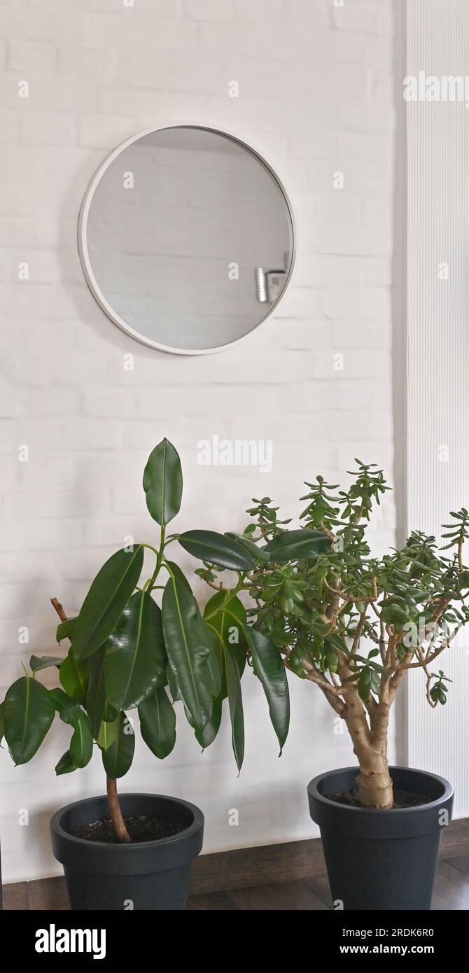 Ficus, Crassula und ein runder Spiegel. Zimmerpflanzen im Innenraum vor einer weißen Backsteinwand. Bonsai-Style Stockfoto