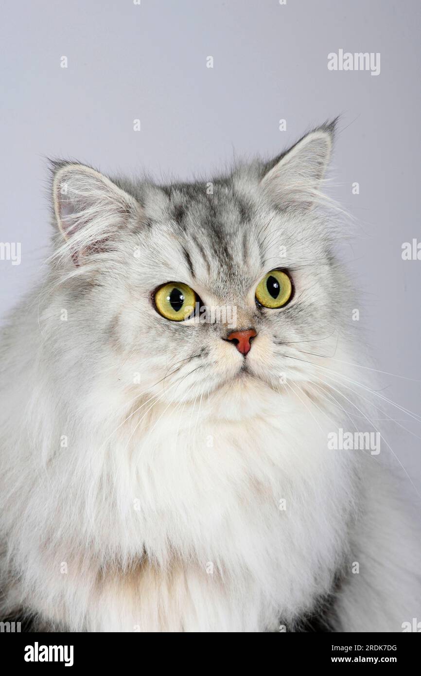 Britische Longhair-Katze, schwarz-silberner Tabby-Klassiker, Highlander, Lowlander, Britanica, BH Stockfoto