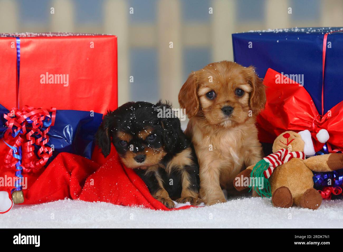 Kavalier König Charles Spaniel, Welpen, schwarz-braun und Rubin, 6 Wochen, und Weihnachtsgeschenke, Geschenke Stockfoto