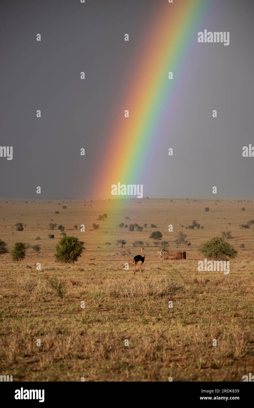Regenzeit in Kenias Savanne. Wunderschöne Landschaft in Afrika zur Regenzeit, Sonne, Regen, Regenbogen. Safari-Fotografie in unglaublicher Entfernung Stockfoto